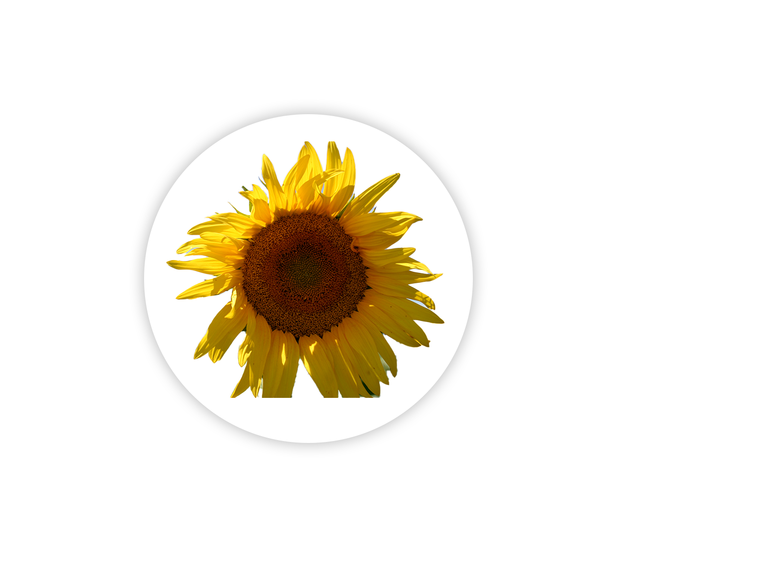 Sunflower Pop Socket